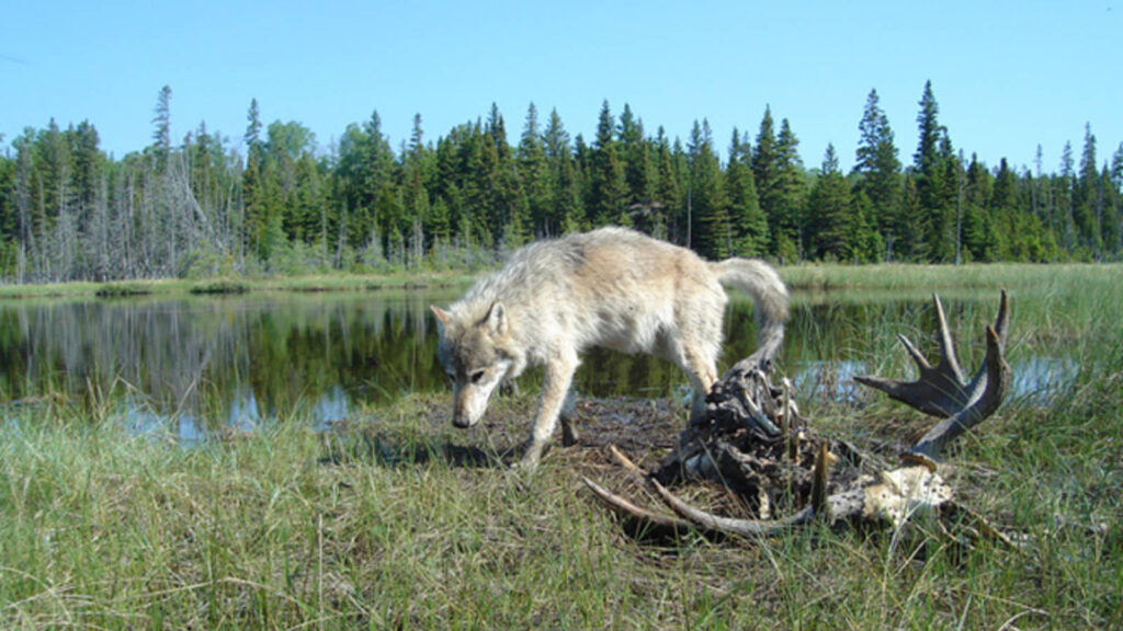 US National Park : Isle Royale National Park
