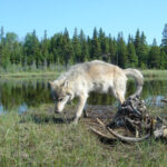 US National Park : Isle Royale National Park