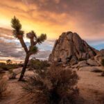 US National Park : Joshua Tree National Park