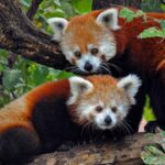 National Parks in India : Balpakram National Park