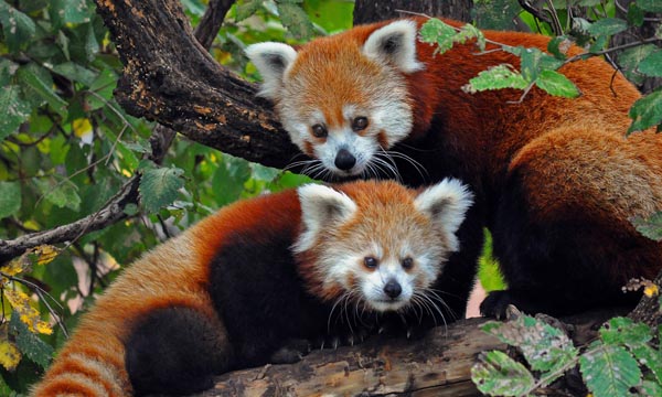 National Parks in India : Balpakram National Park