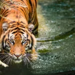 National Parks in India : Bandhavgarh National Park