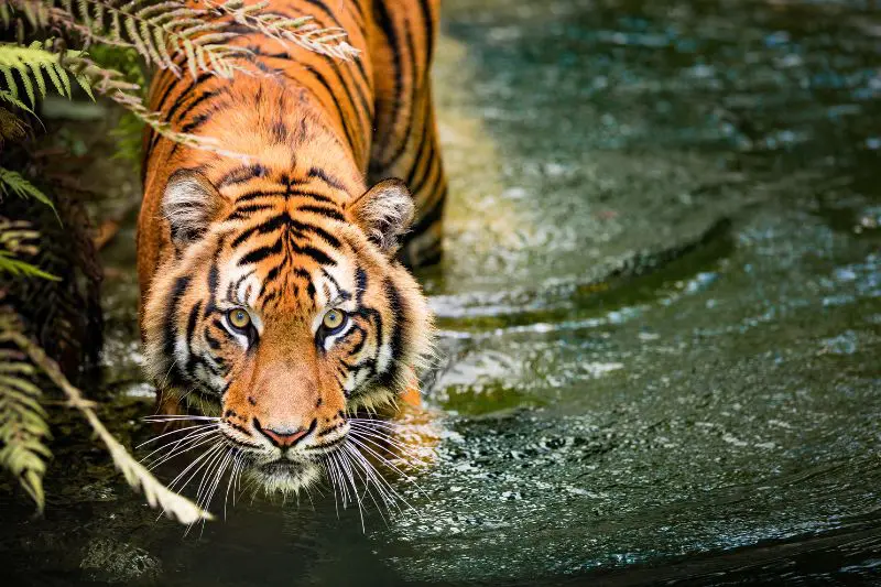 National Parks in India : Bandhavgarh National Park