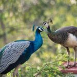 National Parks in India Bandipur National ParkNational Parks in India Bandipur National ParkNational Parks in India Bandipur National Park