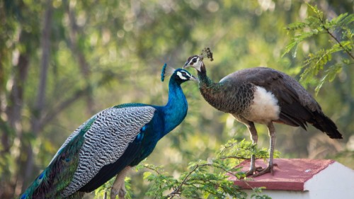 National Parks in India Bandipur National ParkNational Parks in India Bandipur National ParkNational Parks in India Bandipur National Park