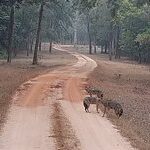 National Parks in India : Betla National Park
