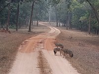 National Parks in India : Betla National Park