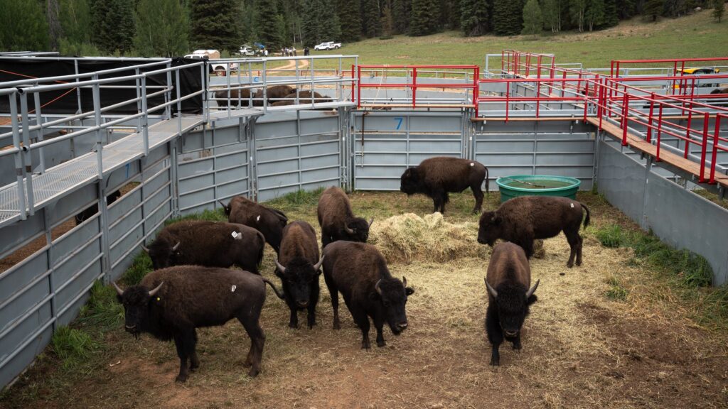 National Parks in India : Bison National Park