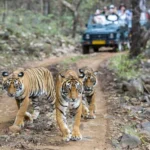 National Parks in India : Buxa Tiger Reserve