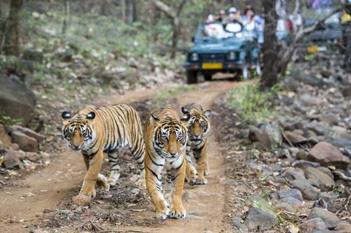 National Parks in India : Buxa Tiger Reserve