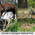 National Parks in India : Dachigam National Park