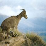 National Parks in India : Eravikulam National Park