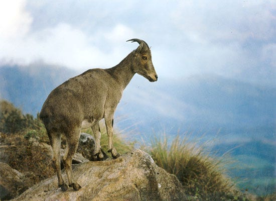National Parks in India : Eravikulam National Park