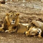 National Parks in India : Gir National Park