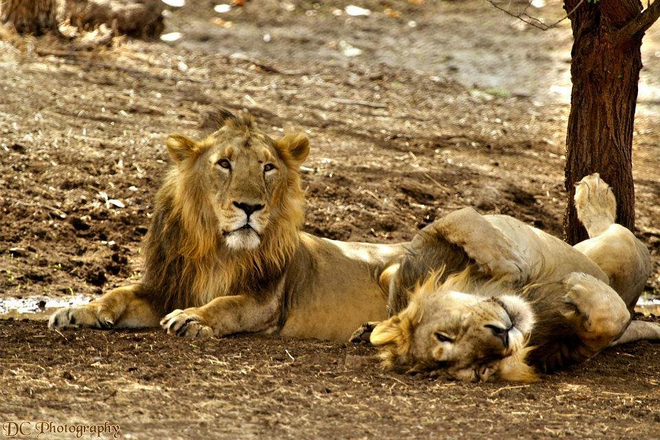 National Parks in India : Gir National Park