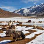 National Parks in India : Hemis National Park