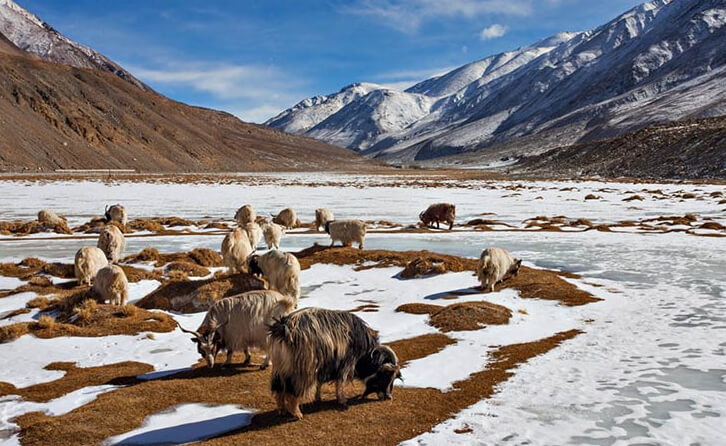National Parks in India : Hemis National Park