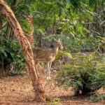 National Parks in India : Indira Gandhi Wildlife Sanctuary and National Park