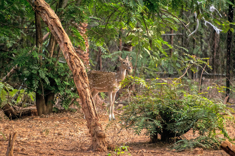 National Parks in India : Indira Gandhi Wildlife Sanctuary and National Park