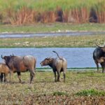 National Parks in India : Indravati National Park