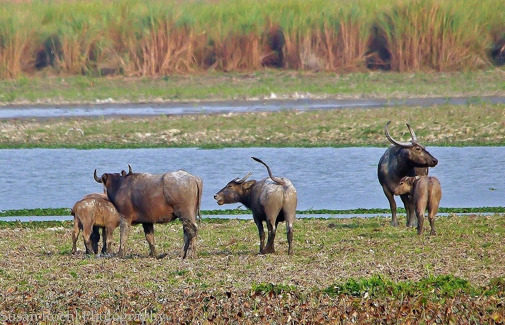 National Parks in India : Indravati National Park