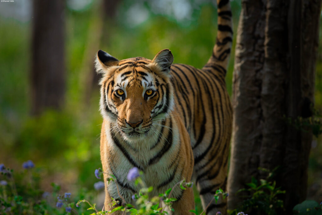 National Parks in India Jim Corbett National Park