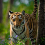 National Parks in India Jim Corbett National Park