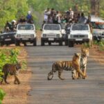 National Parks in India : Kanha National Park