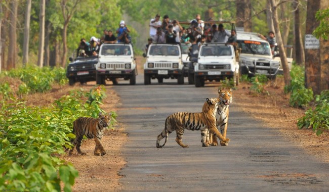 National Parks in India : Kanha National Park