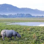National Parks in India Kaziranga National Park