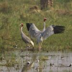 Keoladeo National Park