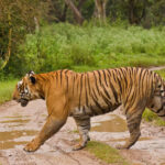 National Parks in India : Mudumalai National Park