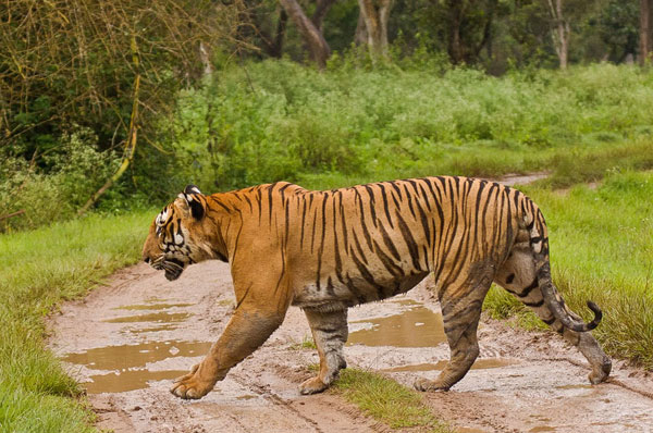 National Parks in India : Mudumalai National Park