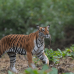 National Parks in India : Nagarhole National Park