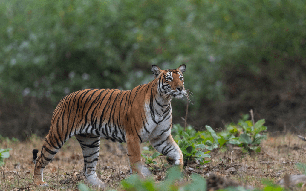 National Parks in India : Nagarhole National Park