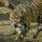 National Parks in India : Namdapha National Park