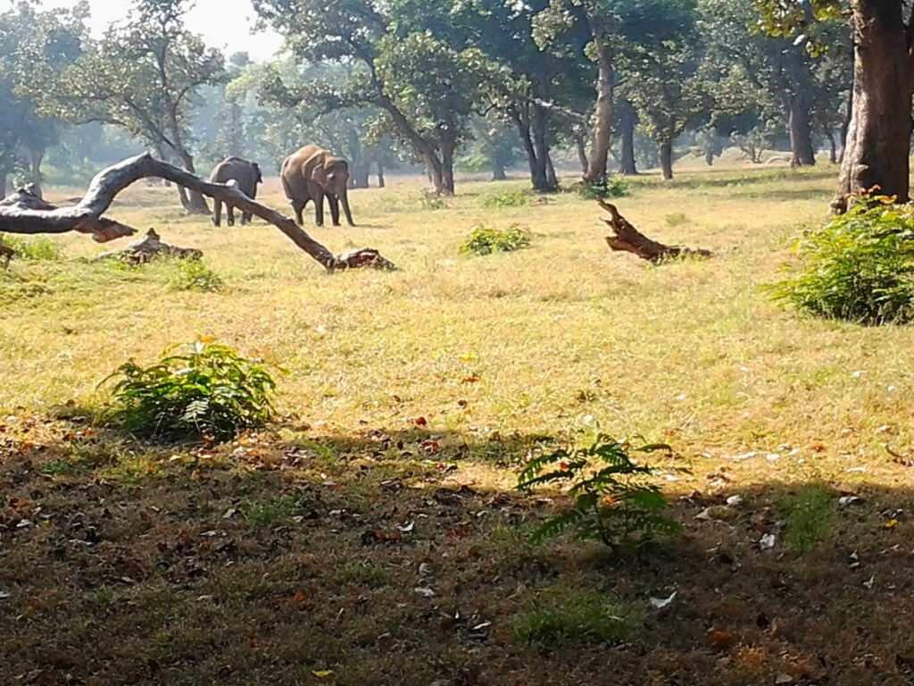National Parks in India : Palamau Tiger Reserve