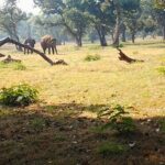 National Parks in India : Palamau Tiger Reserve