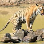 National Parks in India : Panna National Park