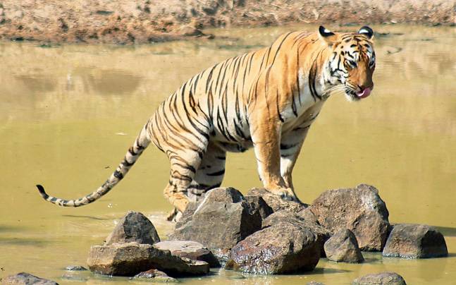 National Parks in India : Panna National Park
