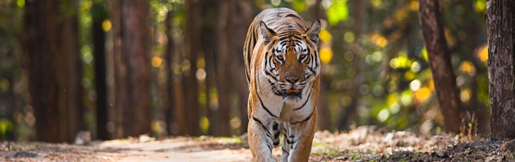 National Parks in India : Pench National Park