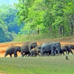 National Parks in India : Periyar National Park