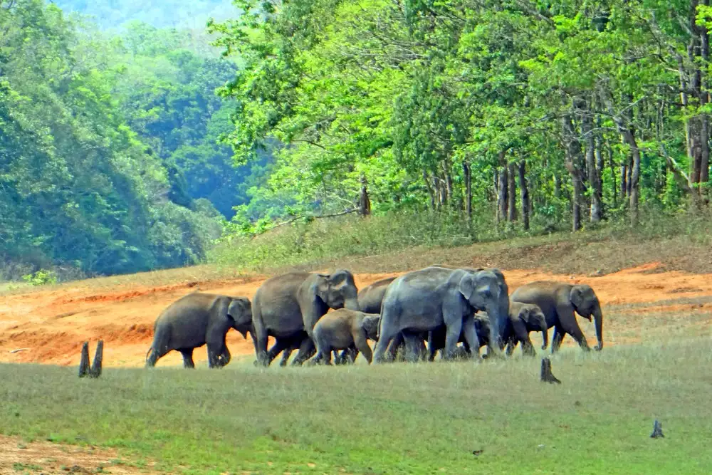 National Parks in India : Periyar National Park