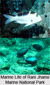 National Parks in India : Rani Jhansi Marine National Park