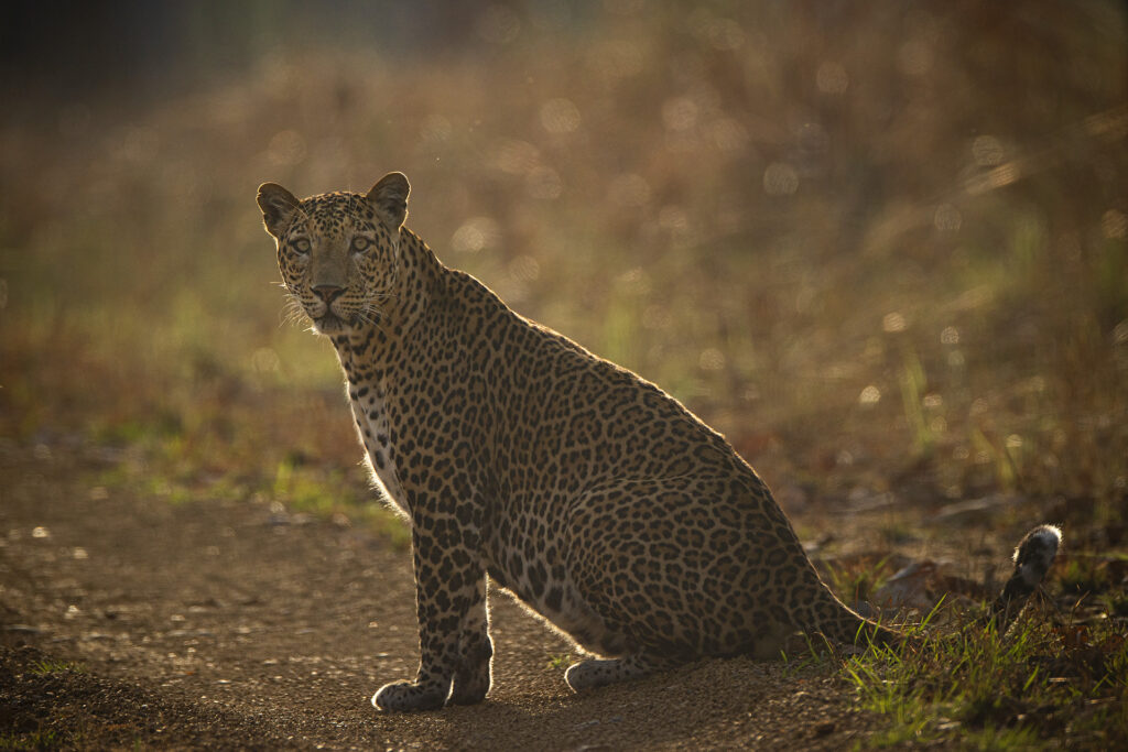 National Parks in India : Satpura National Park