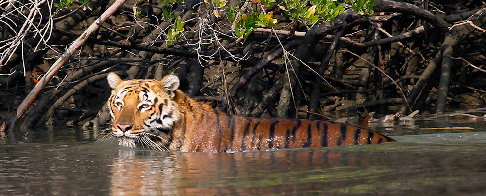 National Parks in India Sundarbans National Park