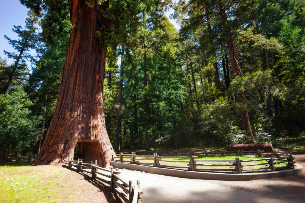 US National Park : Redwood National and State Parks