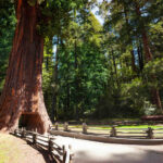 US National Park : Redwood National and State Parks