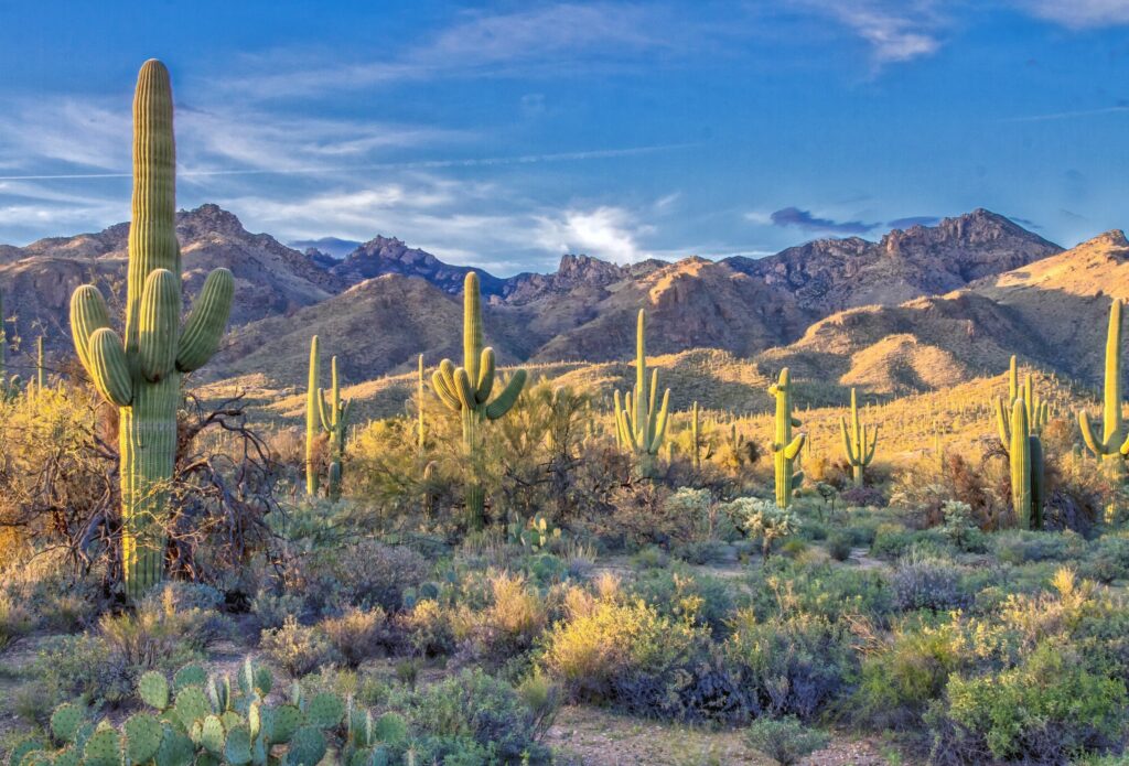 US National Park : Saguaro National Park