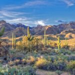 US National Park : Saguaro National Park
